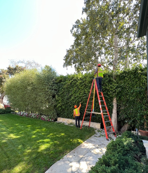 Tree Service Near Me