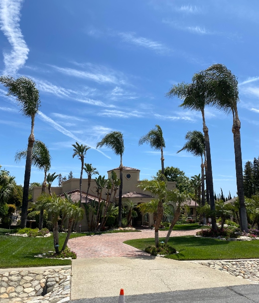 Palm Tree Service Near Me