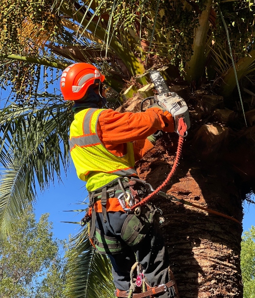 Tree Cutting Service Near Me