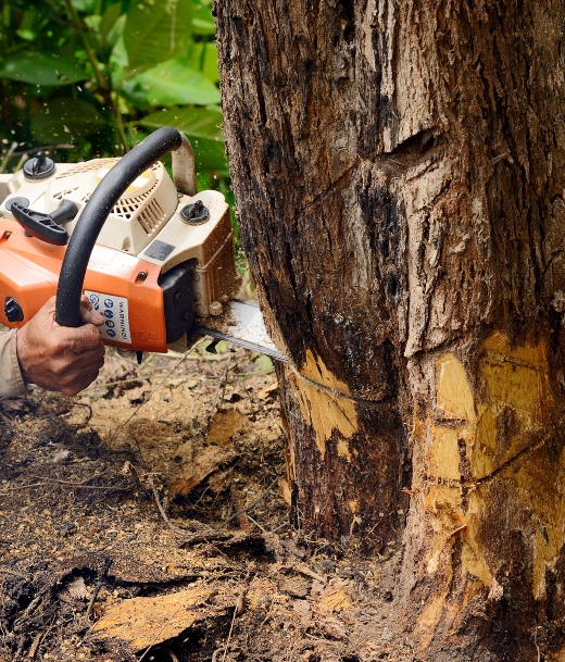 Tree Trimming Service Near Me