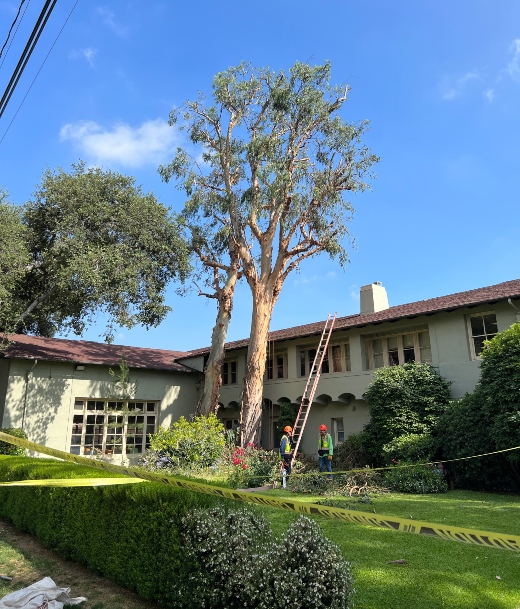 Tree Service Near Me