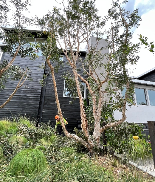 Stump Removal Service Near Me